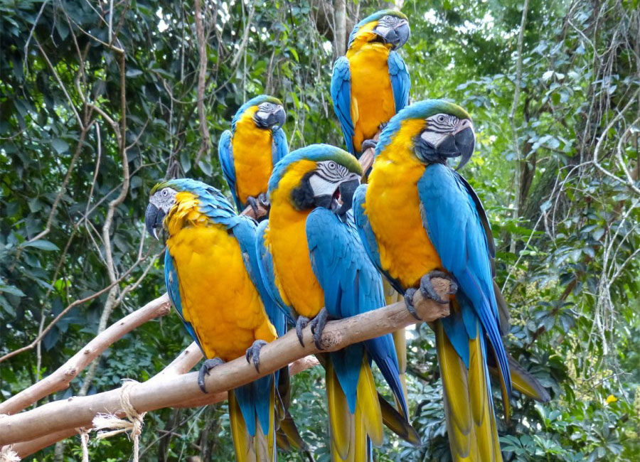 Parque das Aves
